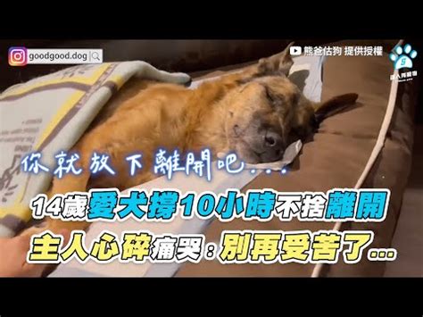 狗狗突然死掉|陪伴汪星人走完「狗生」最後一程！如何讓狗狗安然離世？狗狗臨。